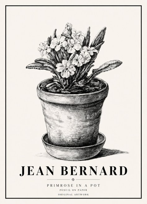 Jean Bernard Potted Primrose No6 - Plakát