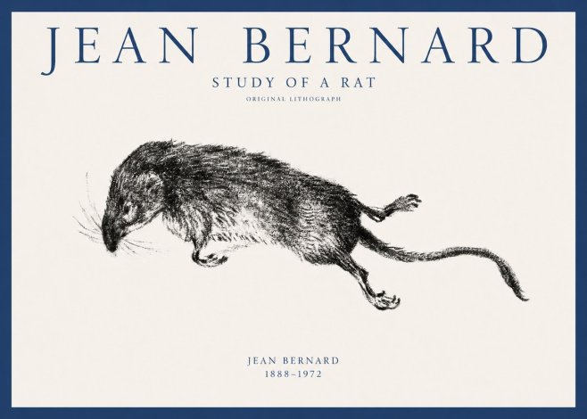 Jean Bernard Study of a Rat II No1 - Plakát