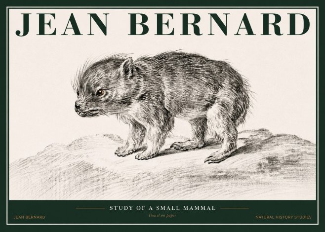 Jean Bernard Study of a Small Mammal No2 - Plakát