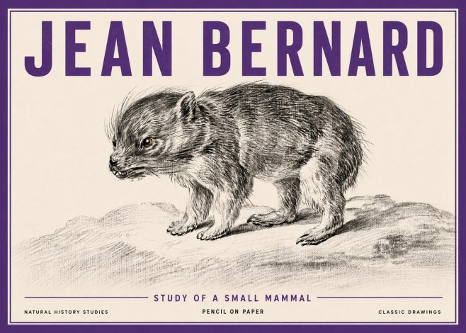 Jean Bernard Study of a Small Mammal No5 - Plakát