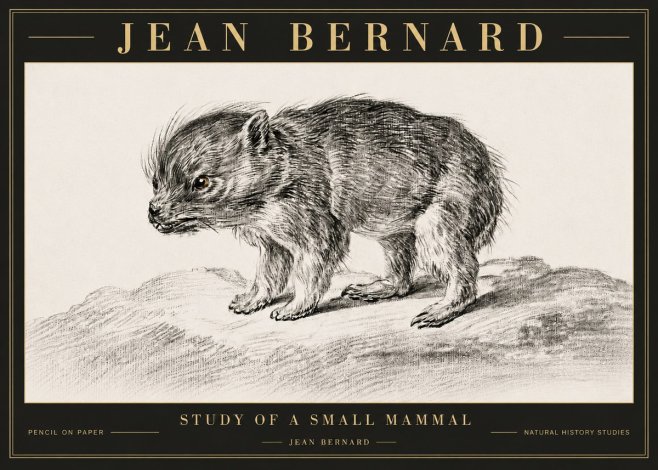 Jean Bernard Study of a Small Mammal No6 - Plakát