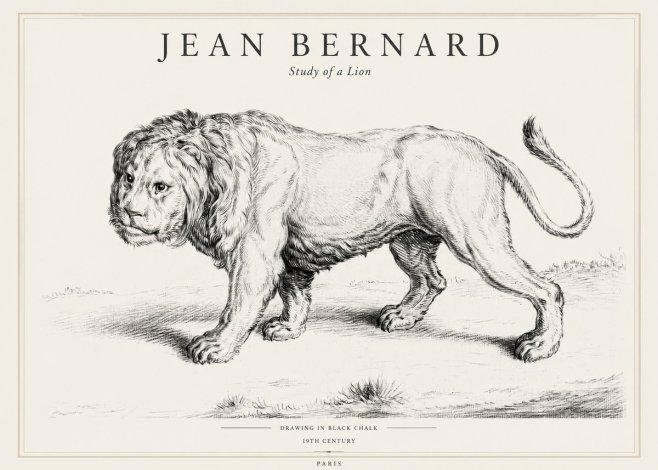 Jean Bernard Study of a Lion II No1 - Plakát