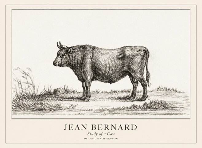 Jean Bernard Study of a Cow XIII No3 - Plakát