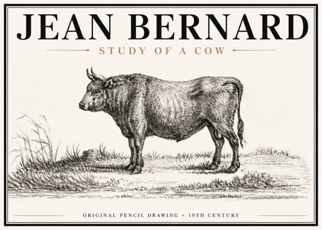 Jean Bernard Study of a Cow XIII No6 - Plakát