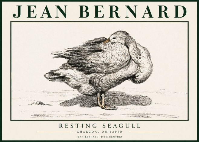 Jean Bernard Resting Seagull No3 - Plakát