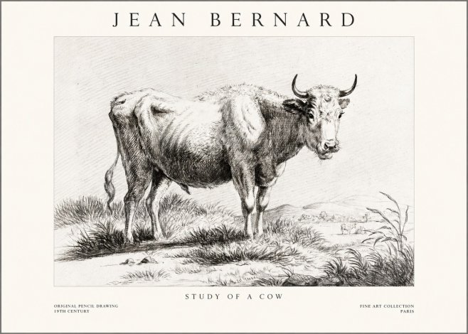 Jean Bernard Study of a Cow XVI No1 - Plakát