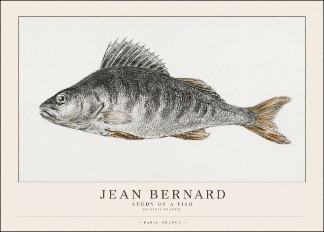 Jean Bernard Study of a Fish IV No1 - Plakát
