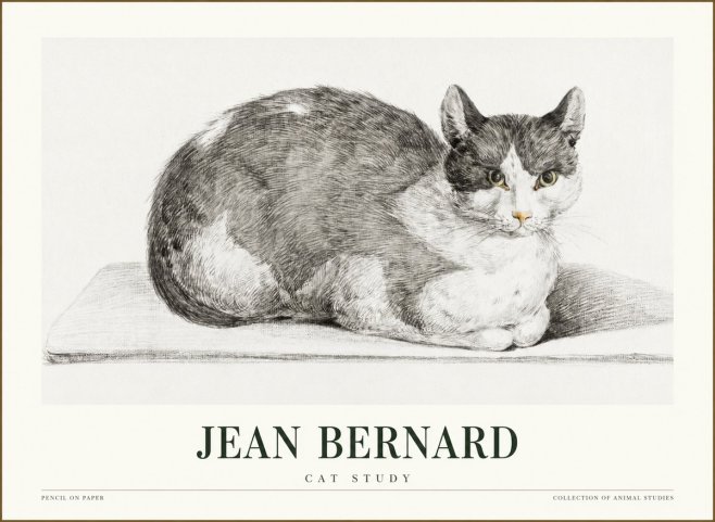 Jean Bernard Cat Study XI No1 - Plakát