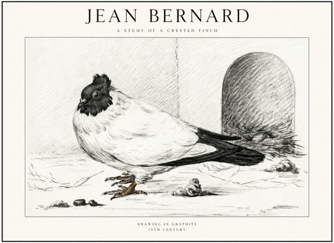 Jean Bernard A Study of a Crested Finch No1 - Plakát