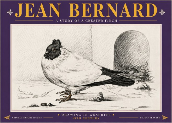 Jean Bernard A Study of a Crested Finch No5 - Plakát