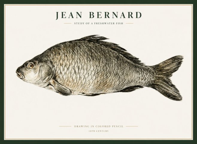Jean Bernard Study of a Freshwater Fish No1 - Plakát