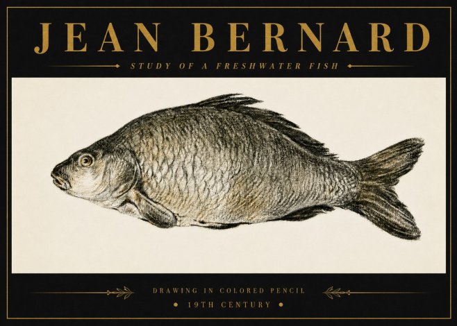 Jean Bernard Study of a Freshwater Fish No6 - Plakát