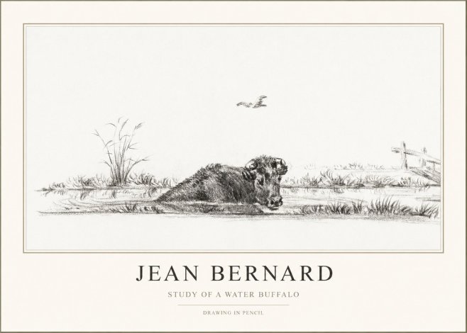 Jean Bernard Study of a Water Buffalo No1 - Plakát