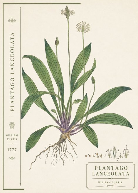 William Curtis Plantago Lanceolata III No2 - Plakát