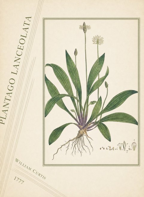 William Curtis Plantago Lanceolata III No4 - Plakát