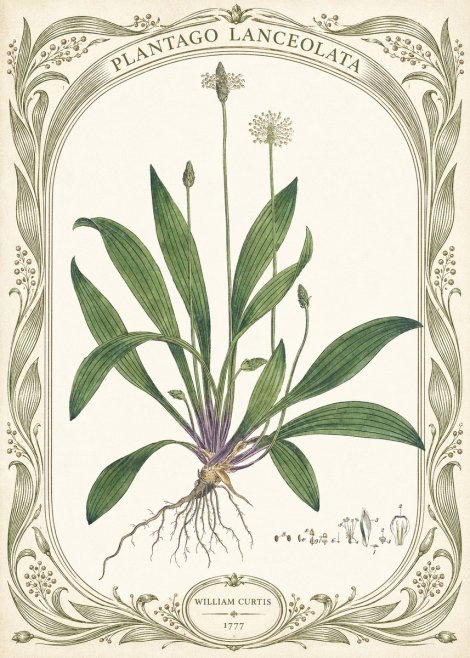William Curtis Plantago Lanceolata III No5 - Plakát