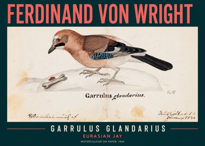 Ferdinand von Wright Garrulus Glandarius No2 - Plakát