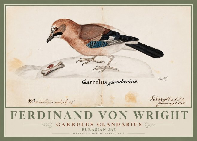 Ferdinand von Wright Garrulus Glandarius No6 - Plakát