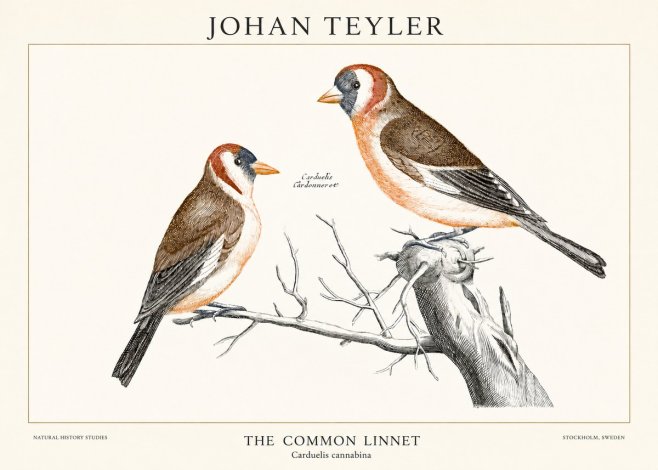 Johan Teyler The Common Linnet No1 - Plakát