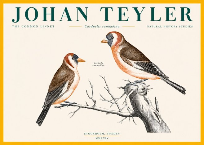 Johan Teyler The Common Linnet No4 - Plakát