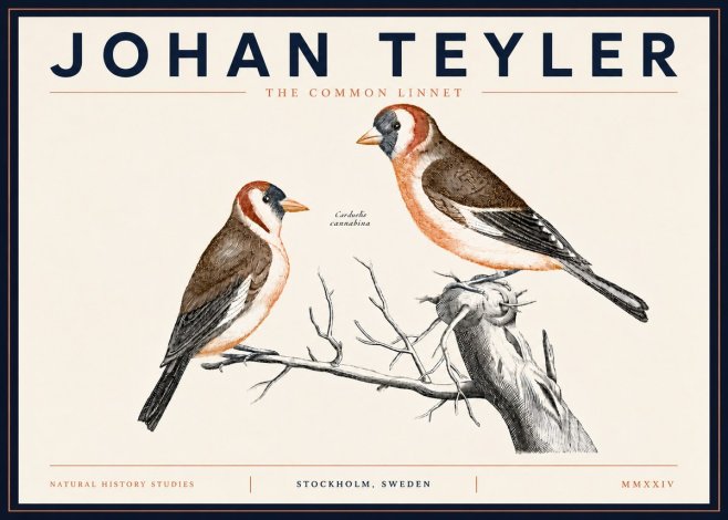 Johan Teyler The Common Linnet No5 - Plakát