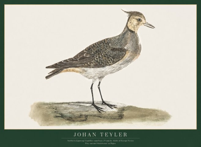 Johan Teyler Northern Lapwing (Vanellus Vanellus) No1 - Plakát