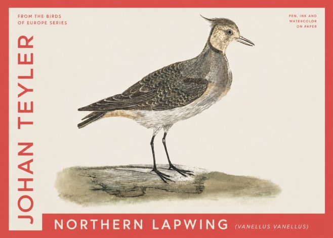 Johan Teyler Northern Lapwing (Vanellus Vanellus) No4 - Plakát
