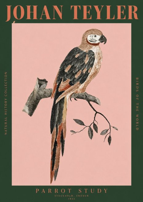 Johan Teyler Parrot Study I No2 - Plakát