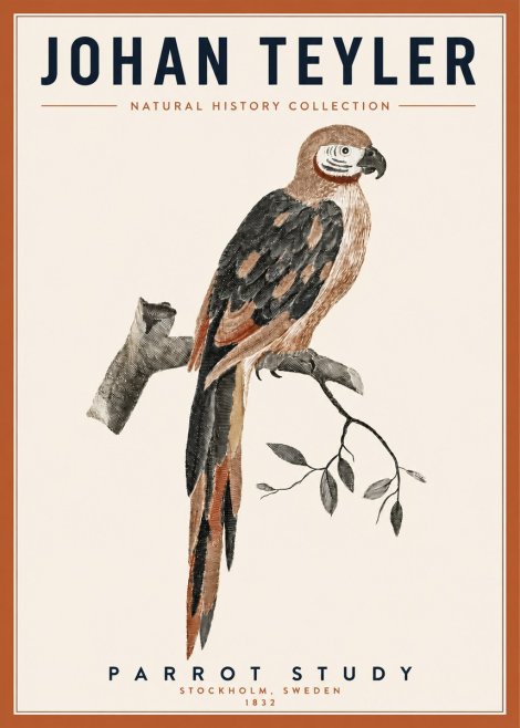 Johan Teyler Parrot Study I No3 - Plakát