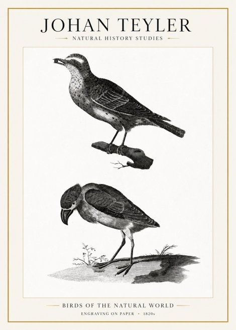 Johan Teyler Birds of the Natural World No1 - Plakát