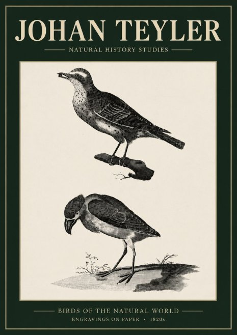 Johan Teyler Birds of the Natural World No3 - Plakát