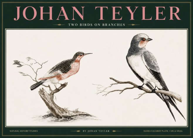 Johan Teyler Two Birds on Branches No3 - Plakát