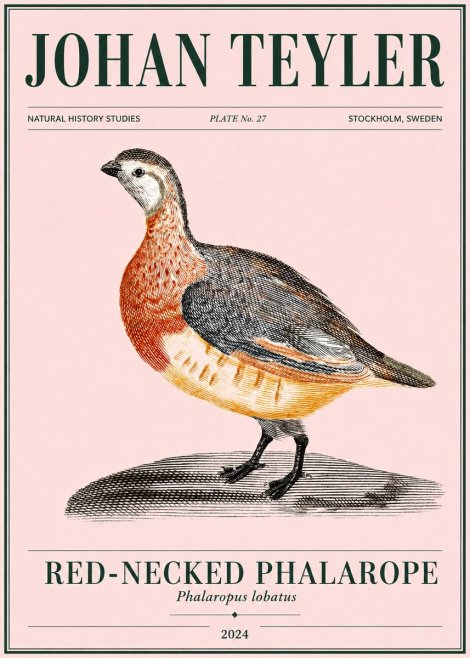 Johan Teyler Red-necked Phalarope No4 - Plakát