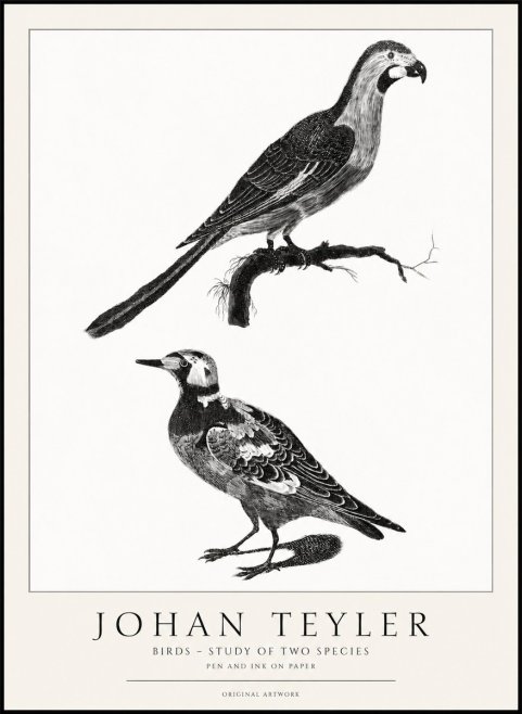 Johan Teyler Birds - Study of Two Species No1 - Plakát