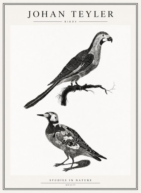 Johan Teyler Birds - Study of Two Species No2 - Plakát