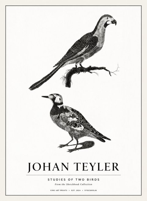 Johan Teyler Birds - Study of Two Species No3 - Plakát