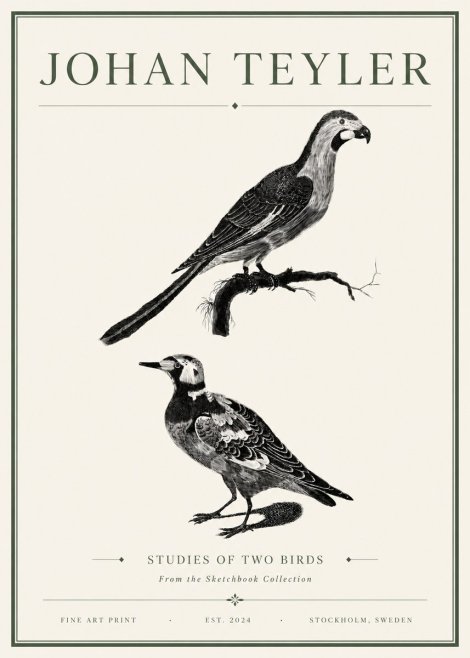 Johan Teyler Birds - Study of Two Species No6 - Plakát
