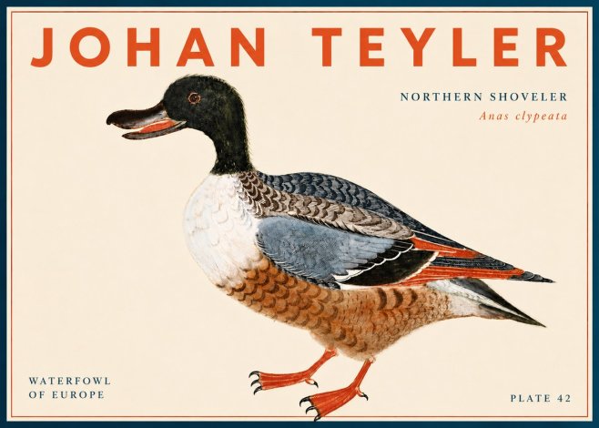 Johan Teyler Northern Shoveler (Anas Clypeata) No6 - Plakát