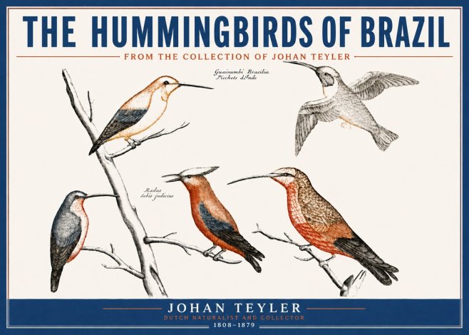 Johan Teyler The Hummingbirds of Brazil from the Collection of Johan Teyler No4 - Plakát