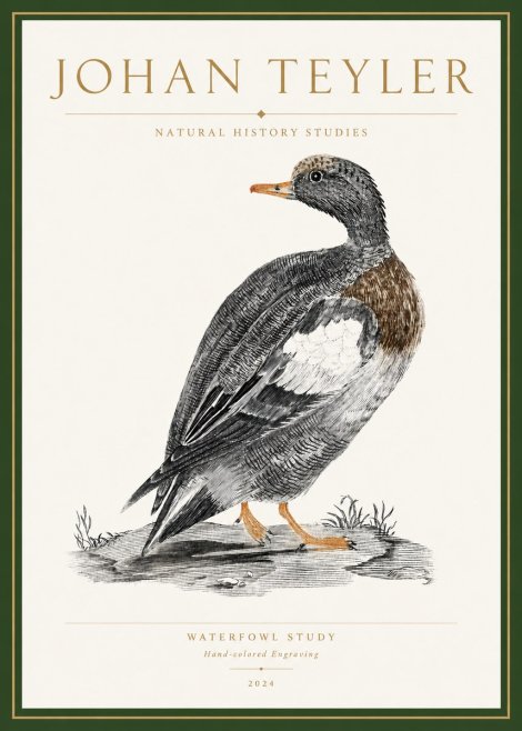Johan Teyler Waterfowl Study No3 - Plakát