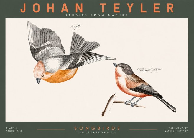 Johan Teyler Songbirds - Plate Ii No2 - Plakát