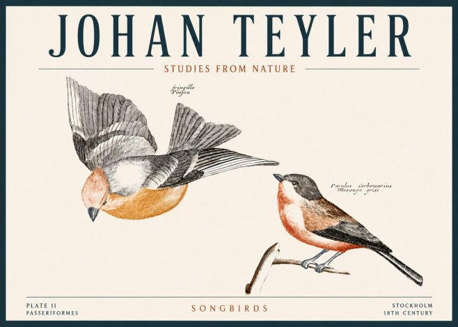 Johan Teyler Songbirds - Plate Ii No4 - Plakát