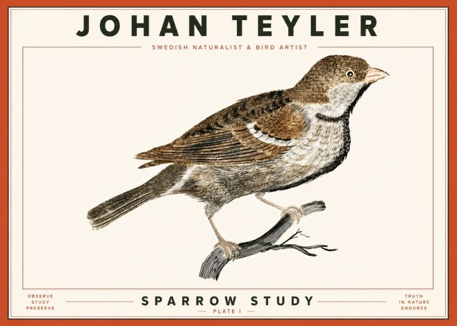 Johan Teyler Sparrow Study No4 - Plakát