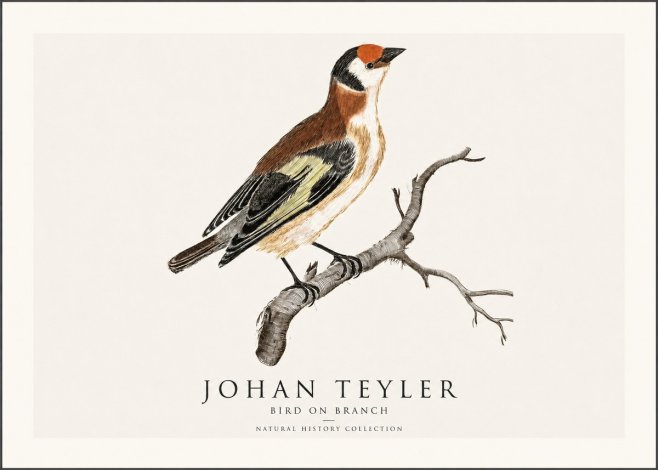 Johan Teyler Song of the Finch No2 - Plakát