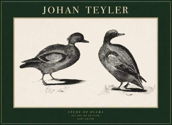 Johan Teyler Study of Ducks No1 - Plakát