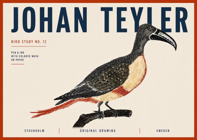 Johan Teyler Bird Study No. 12 - Original Drawing No6 - Plakát