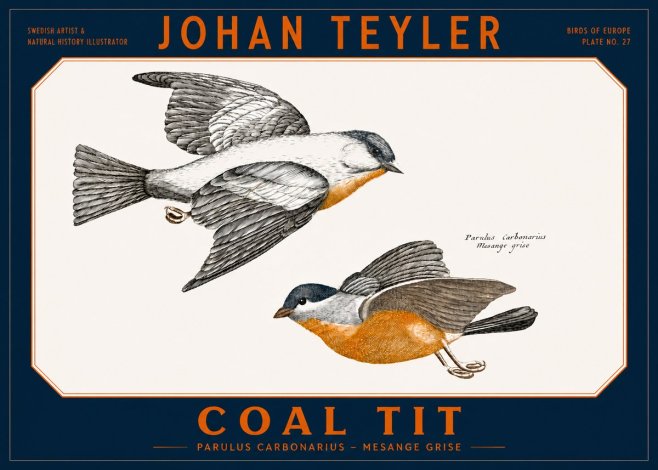 Johan Teyler Coal Tit No2 - Plakát