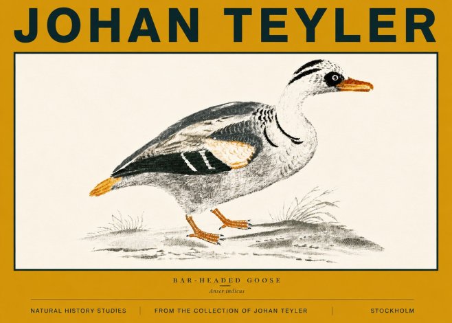 Johan Teyler Bar-headed Goose No6 - Plakát
