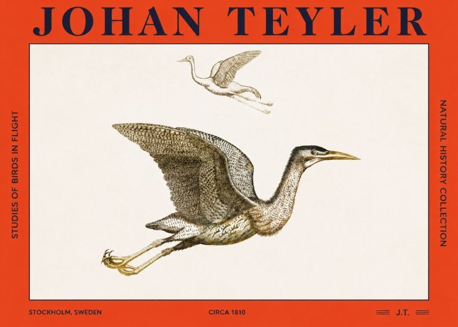 Johan Teyler Studies of Birds in Flight No2 - Plakát