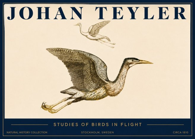 Johan Teyler Studies of Birds in Flight No3 - Plakát